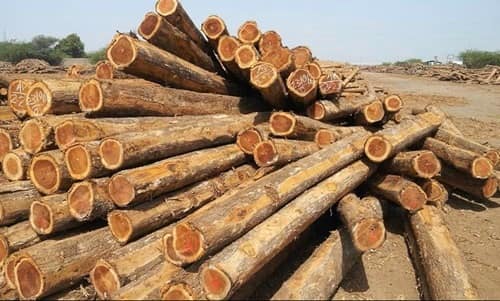 Teak Wood (Sagwan)