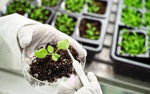 Agricultural Biotechnology